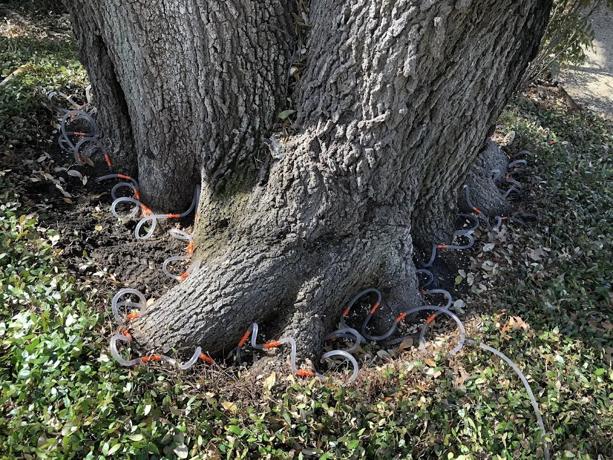 Detailed Tree Cabling and Bracing job site in Chewelah
